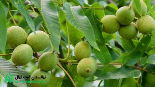 3 نهال پرسود و اقتصادی گردو