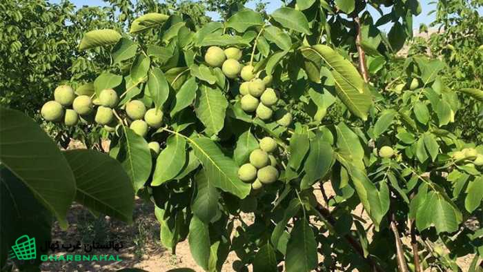 بررسی مشخصات نهال گردو چندلر