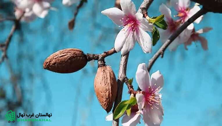 مشخصات نهال بادام شکوفه به همراه (خواص درمانی)