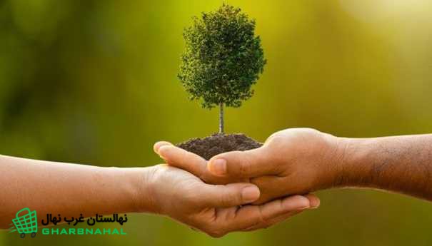 علت خشک شدن نهال یا گیاه تازه کاشته شده
