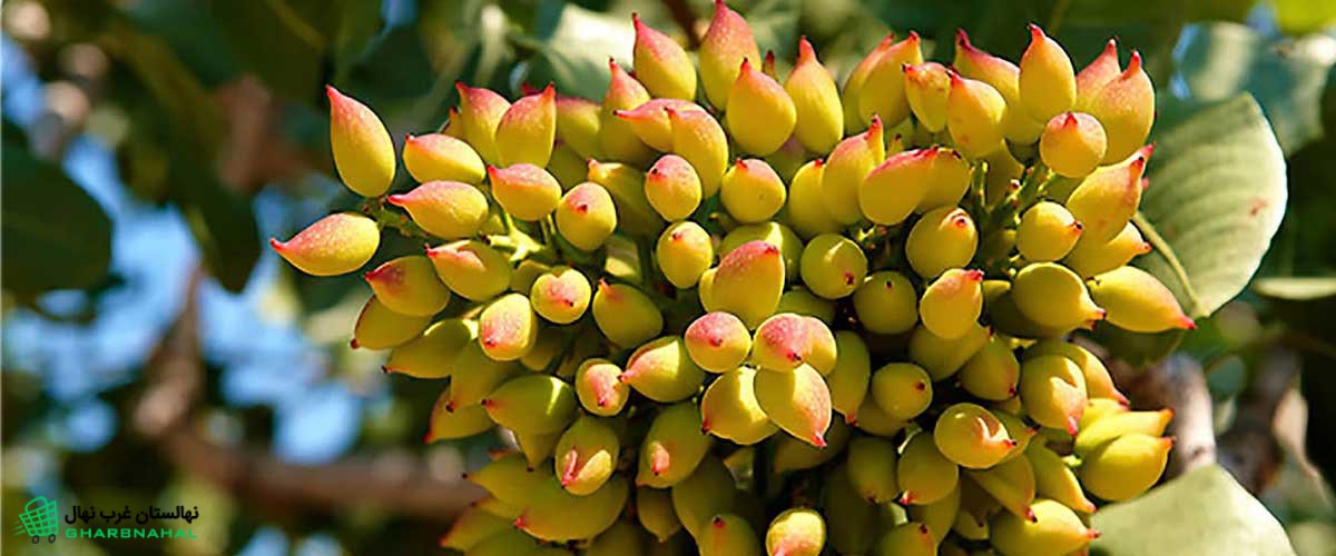 کاشت نهال پسته در زمین‌ های کم‌ آب