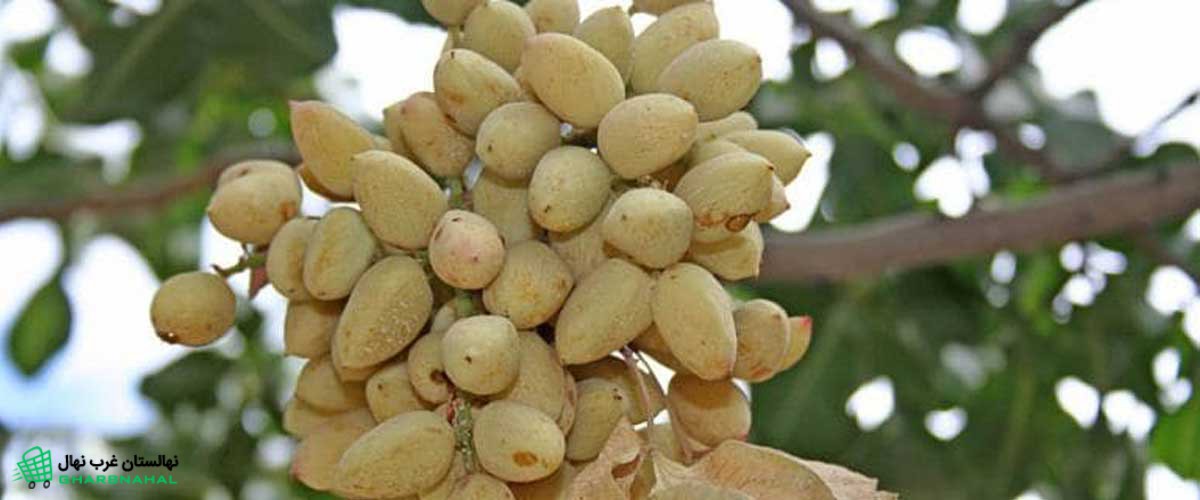 عوامل کلیدی در انتخاب نهال پسته کله قوچی