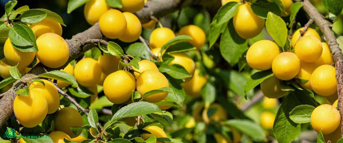 مزایای اقتصادی کاشت آلو