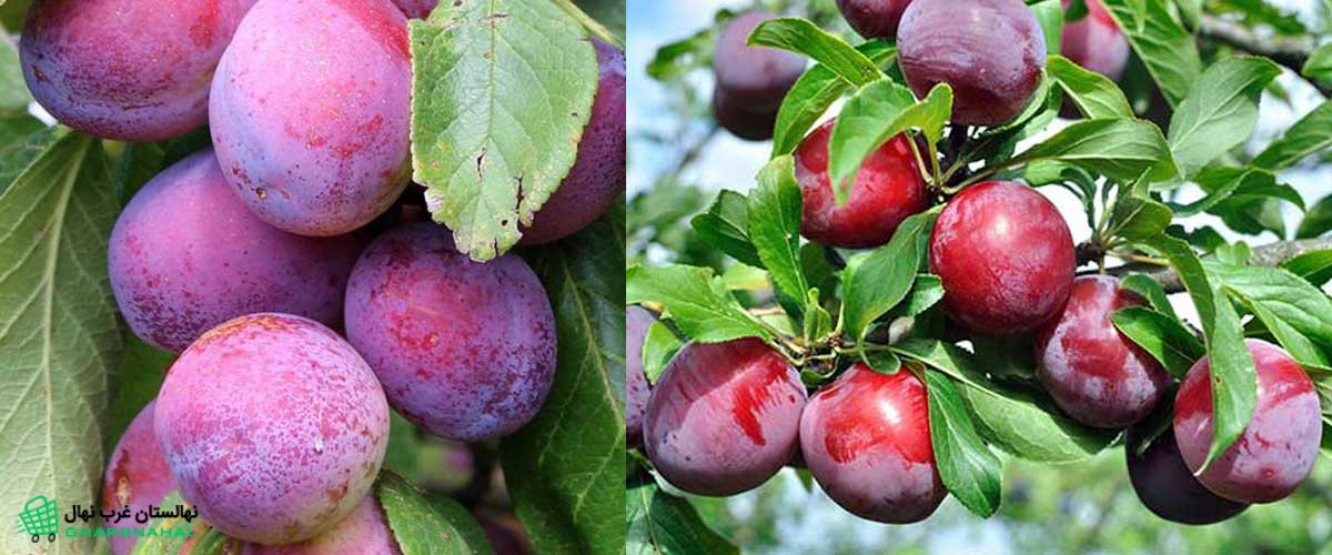 مزایای اقتصادی کاشت آلو