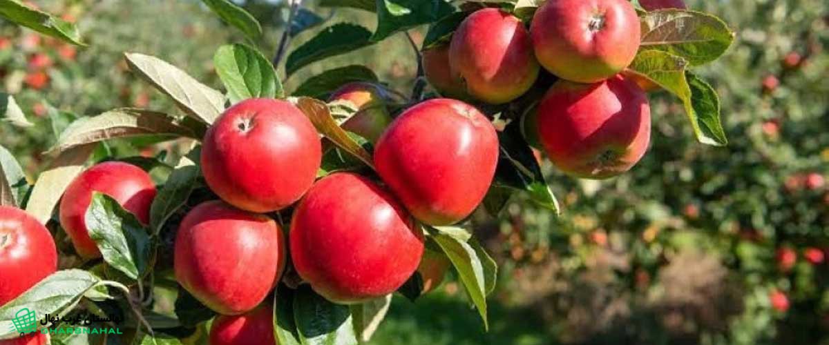 کاشت و پرورش نهال سیب تو سرخ