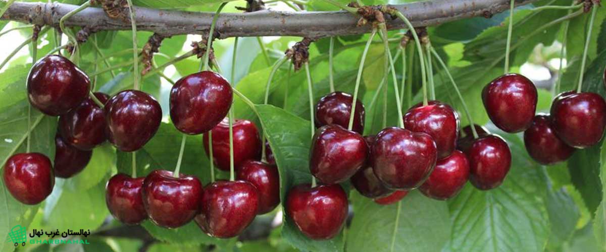 نکات مهم کاشت نهال گیلاس