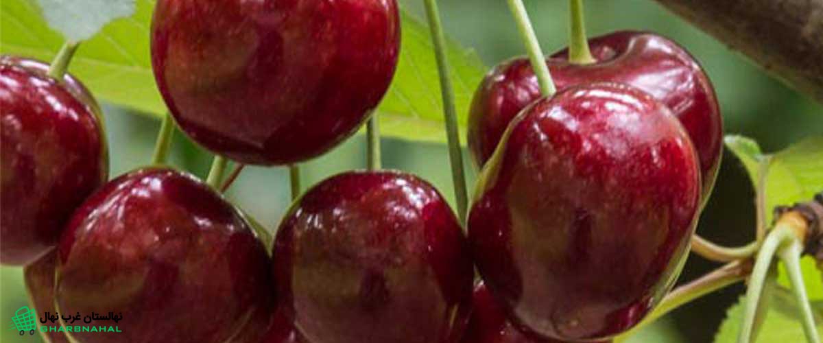نکات مهم کاشت نهال گیلاس