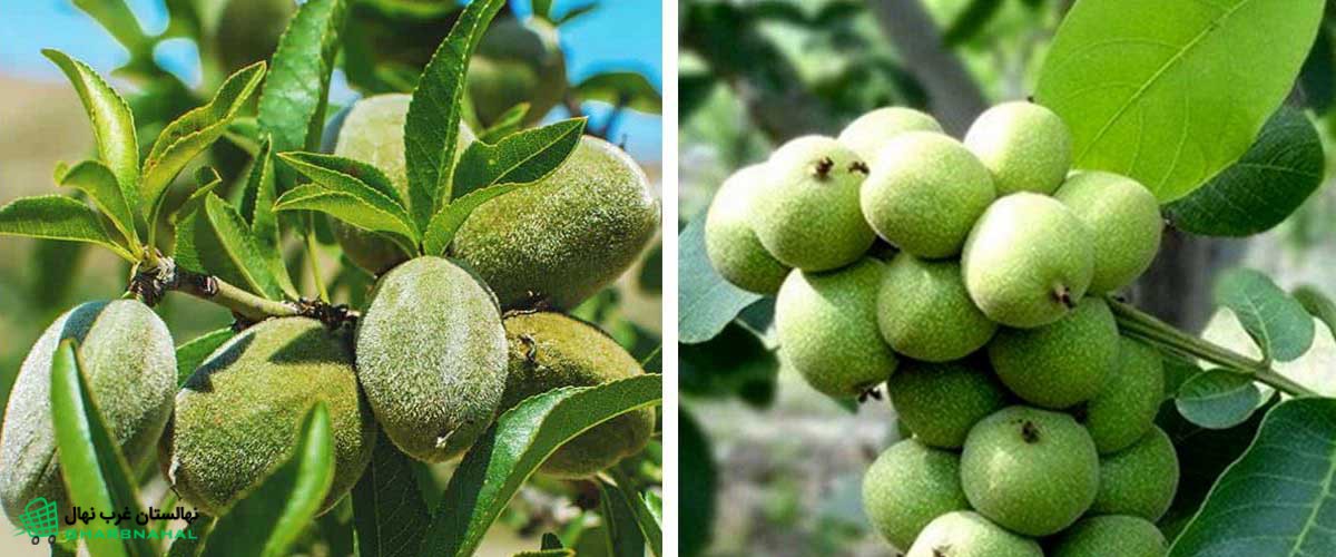 با خرید این نهال ها میلیاردر شوید