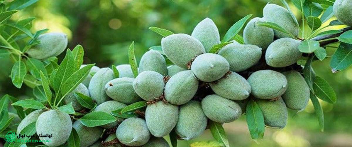 خرید نهال بادام در سردشت