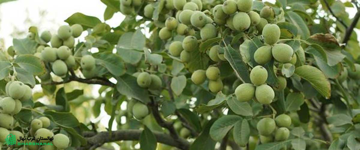 🌱 بررسی تغذیه نیتروژن در سال‌های اولیه کاشت نهال گردو