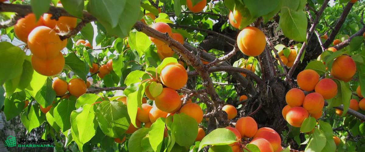 هرس زمستانی نهال زردآلو سلطنتی