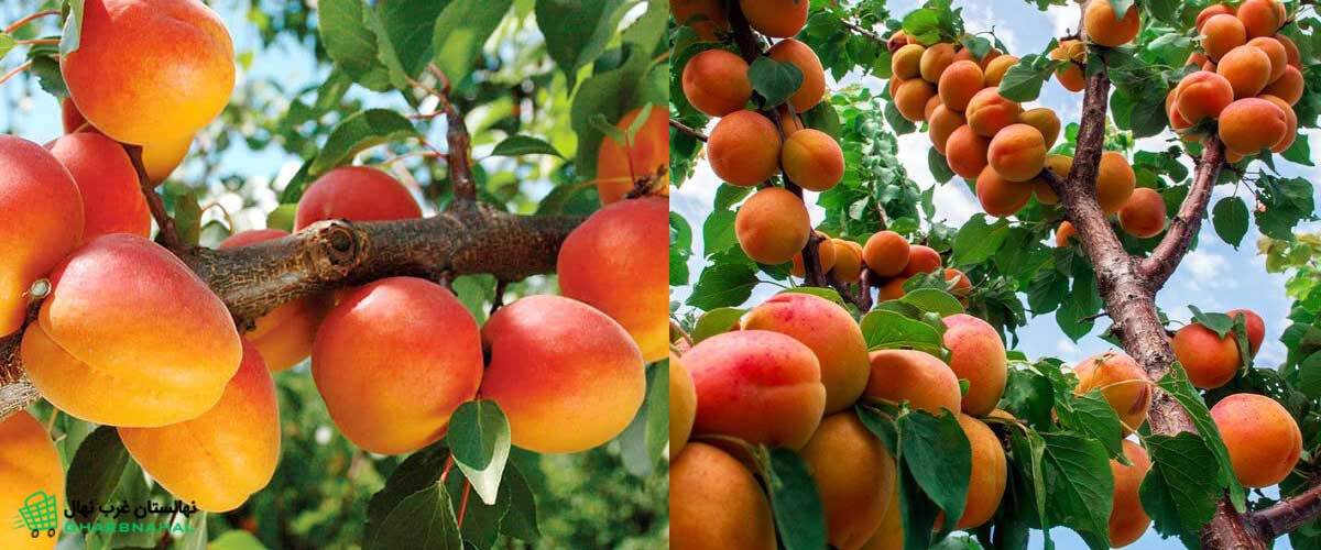 هرس زمستانی نهال زردآلو سلطنتی