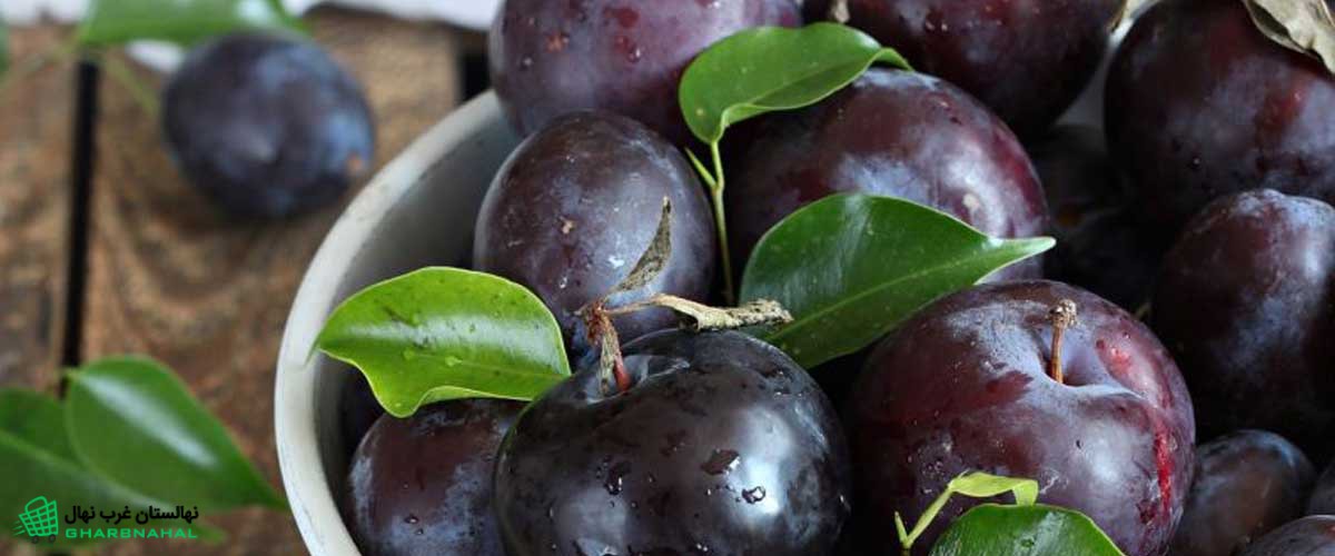 آموزش احداث باغ آلو
