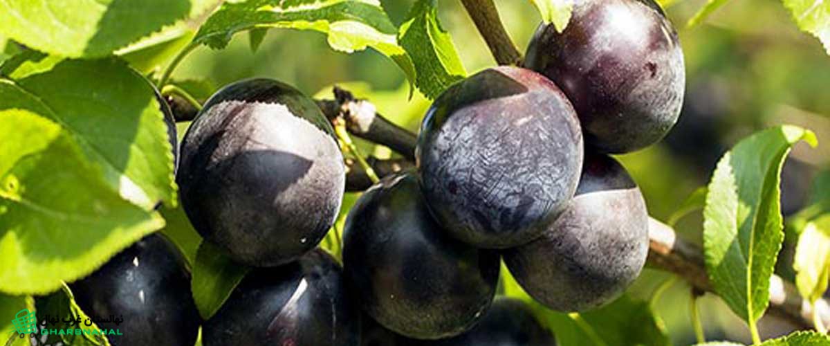 نکات کلیدی کاشت نهال آلو سیاه