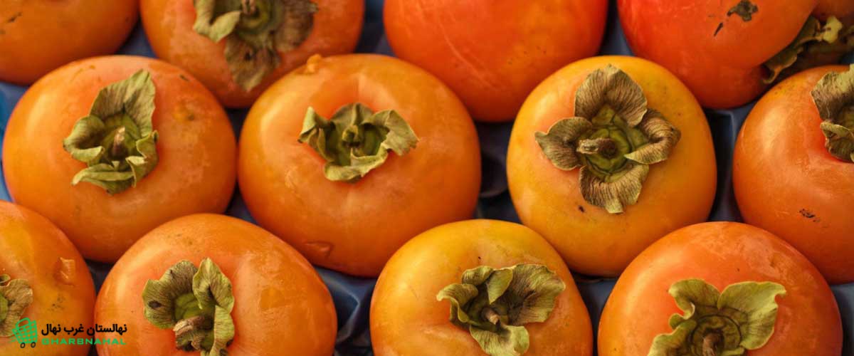 کاشت نهال خرمالو گوجه ای