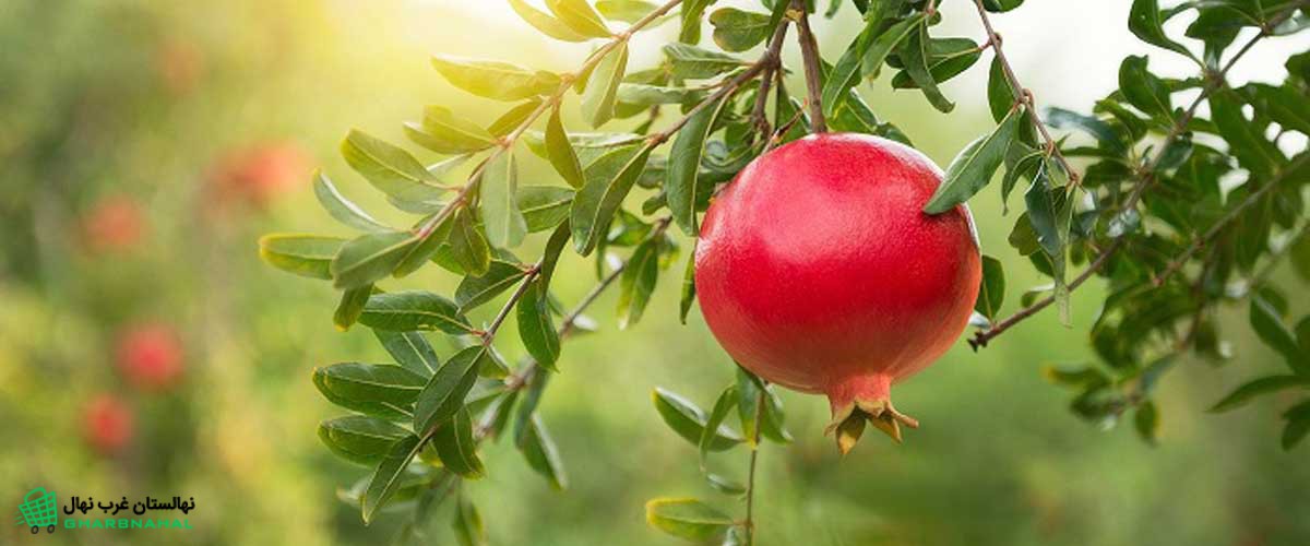 راهنمای انتخاب درختان میوه گرمسیری