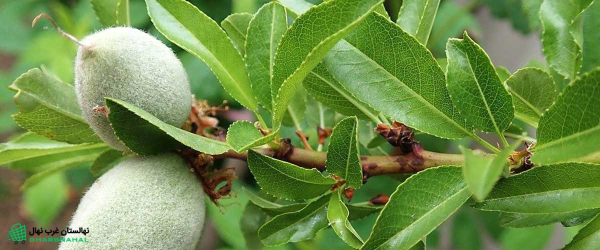 راهنمای انتخاب درختان میوه گرمسیری