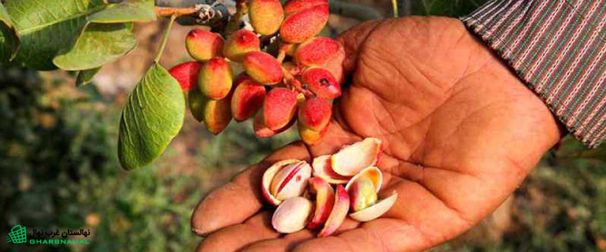 باغی پرثمر با کاشت نهال پسته اکبری