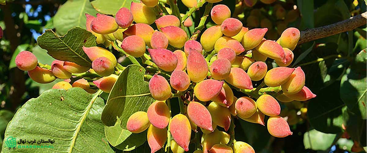 باغی پرثمر با کاشت نهال پسته اکبری