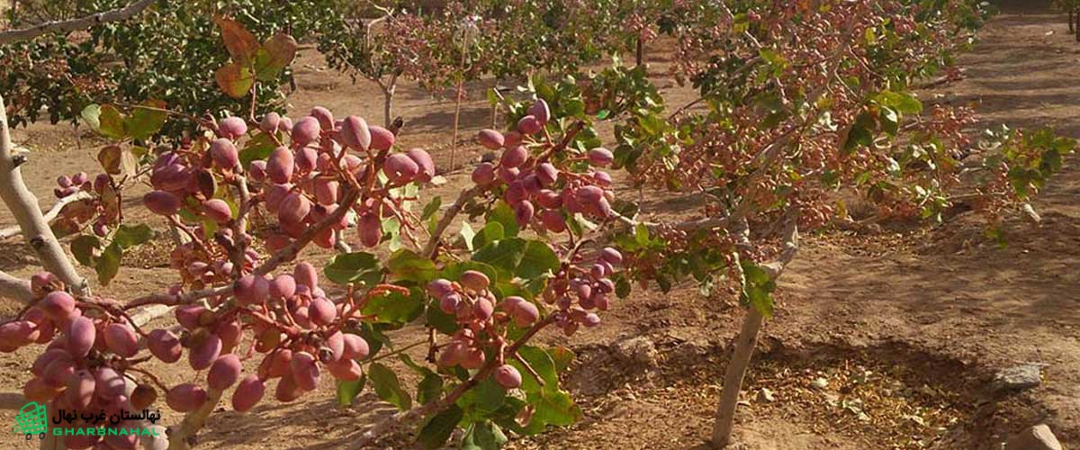 باغی پرثمر با کاشت نهال پسته اکبری
