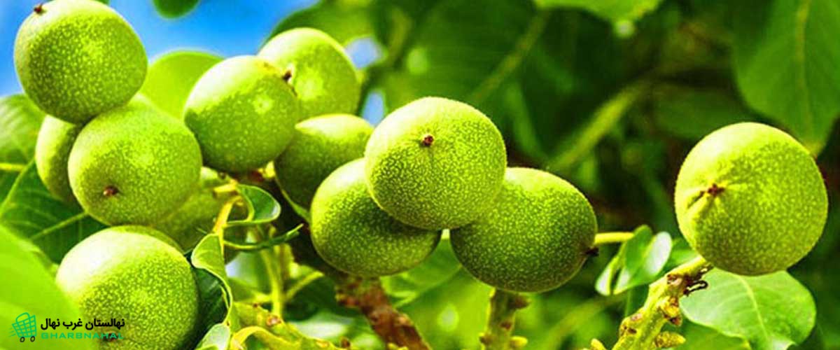 3 روش طلایی برای پربار کردن درخت گردو