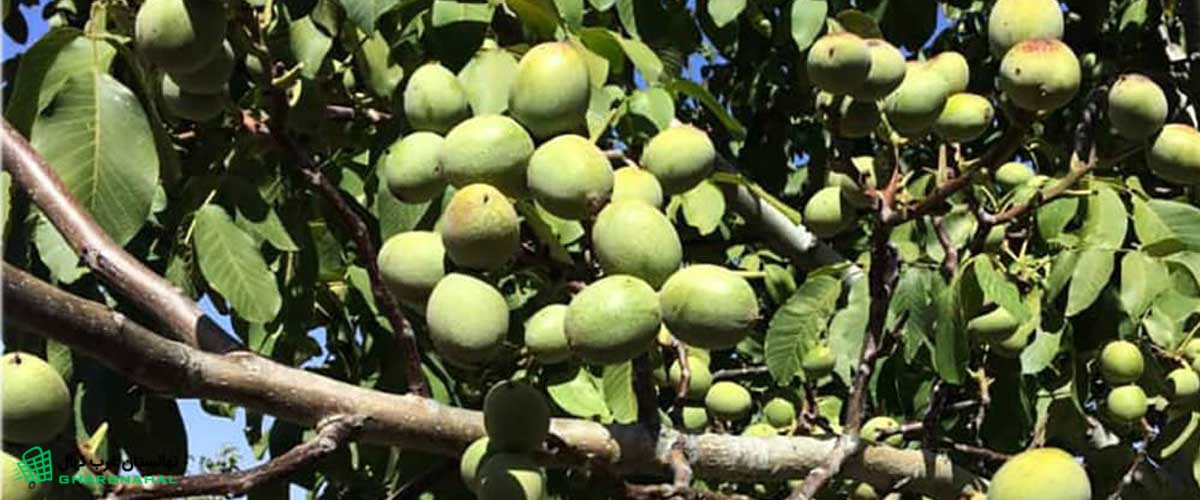 علت بیماری سفیدک سطحی در نهال (درخت) گردو 🍃
