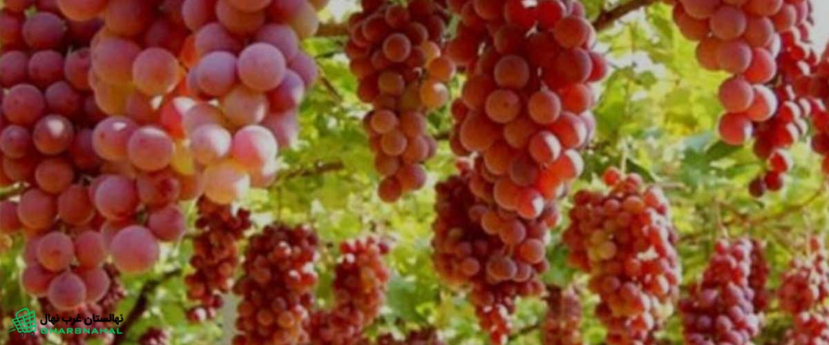 نهال های انگور زود بازده