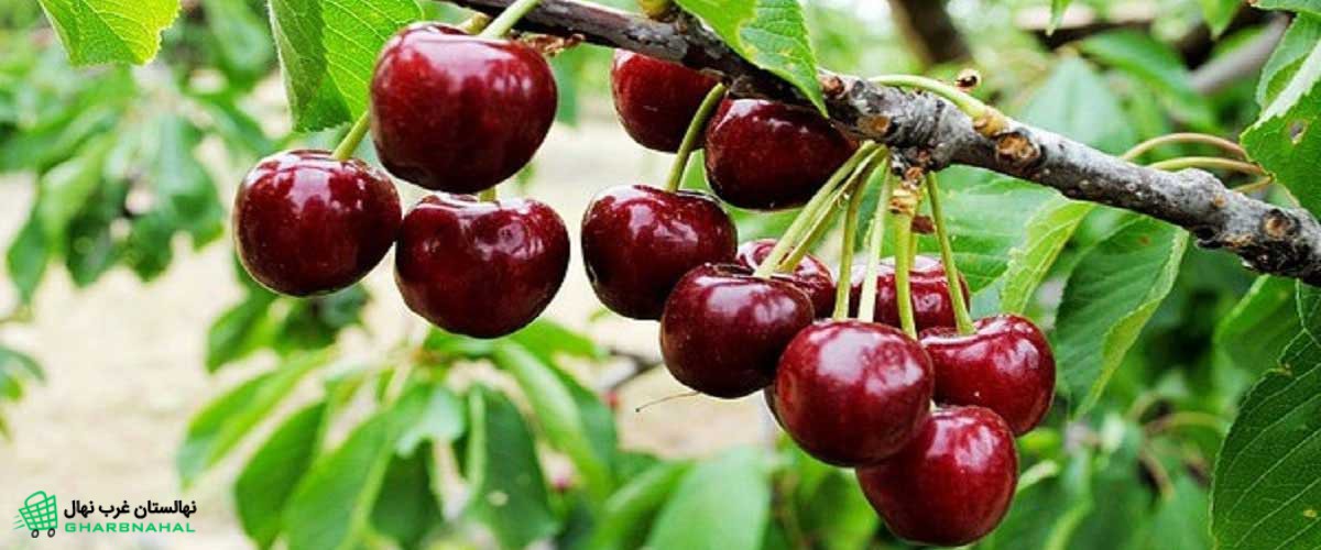 زمان طلایی کاشت نهال گیلاس