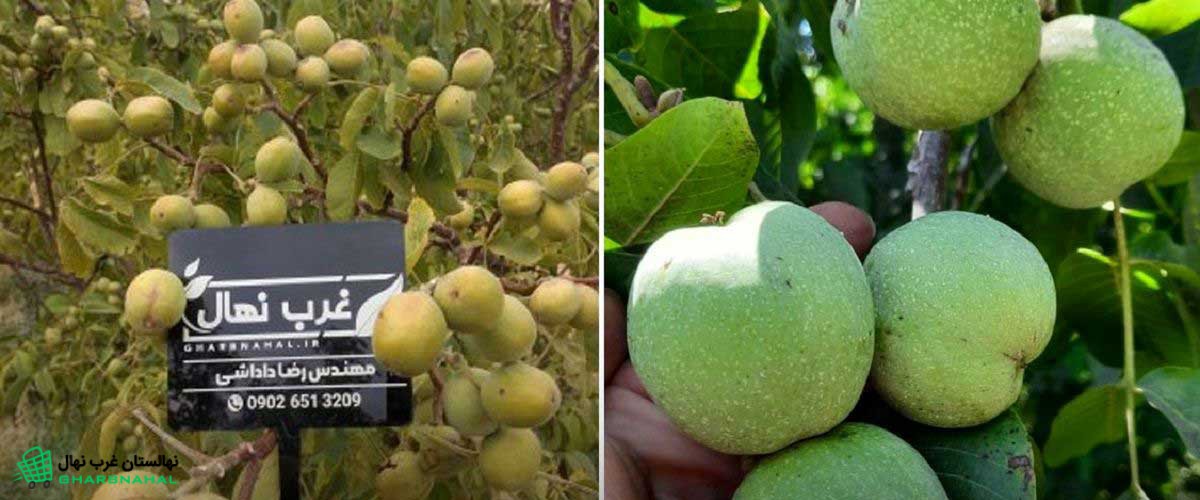 مزایای کاشت نهال گردو در باغ شما