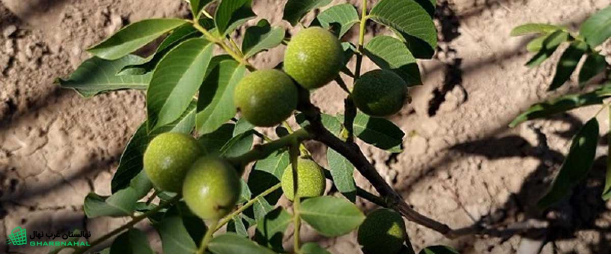 مزایای کاشت نهال گردو در باغ شما