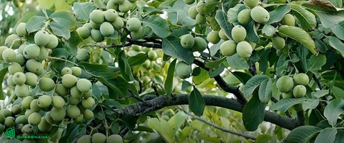 مزایای کاشت نهال گردو در باغ شما
