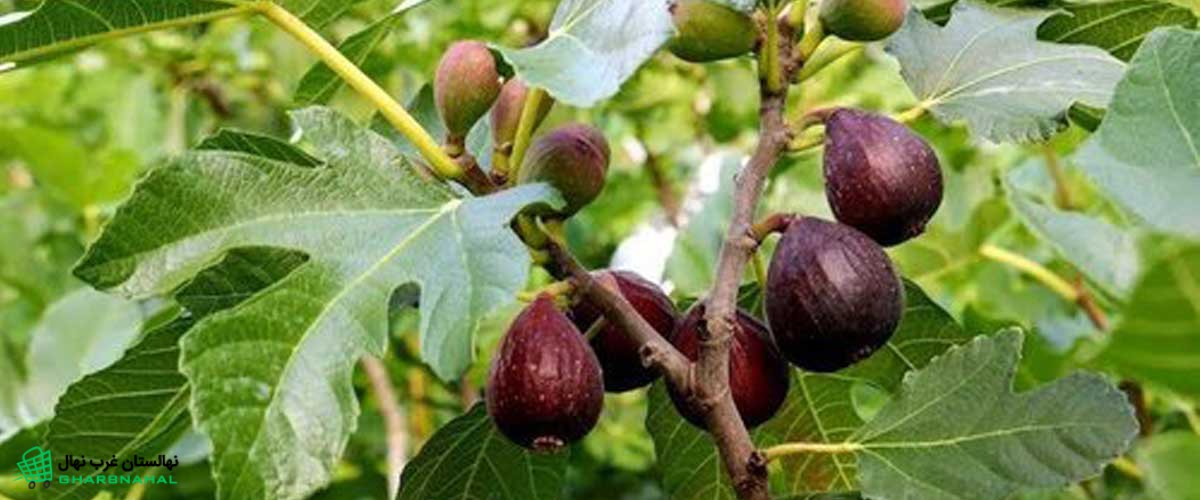 تاثیر آبیاری در باردهی نهال انجیر