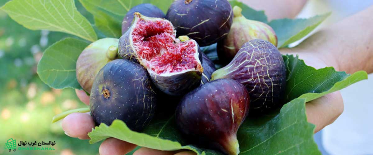 تاثیر آبیاری در باردهی نهال انجیر