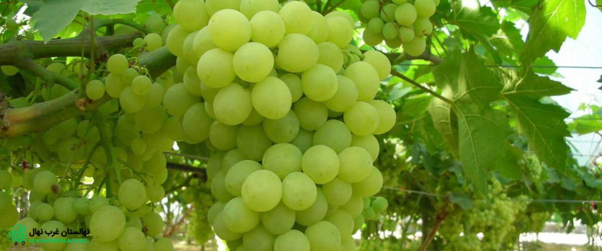 اهمیت آبیاری مناسب برای رشد نهال&zwnj; انگور
