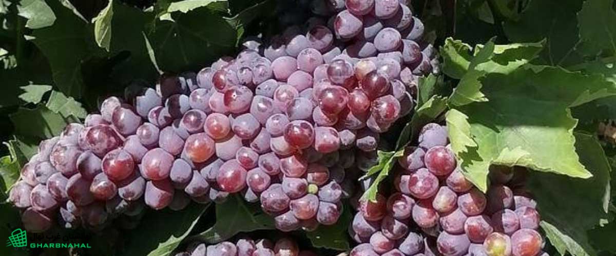 اهمیت آبیاری مناسب برای رشد نهال&zwnj; انگور