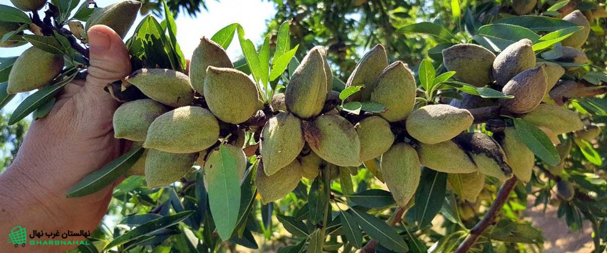 روش‌های تکثیر درختان بادام از طریق قلمه زدن