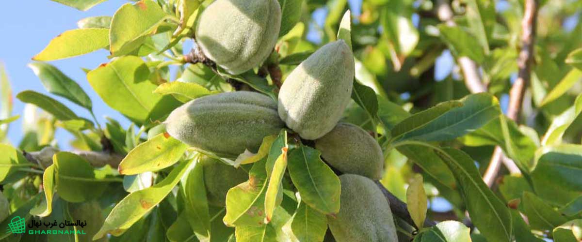 روش&zwnj;های تکثیر درختان بادام از طریق قلمه زدن