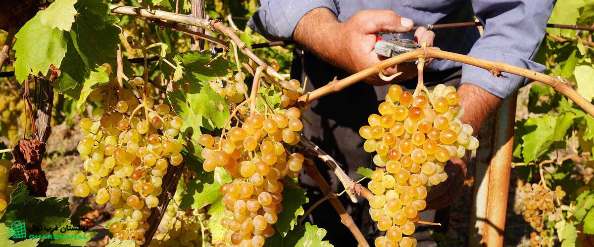 آفات نهال انگور و روشهای مقابله با آن