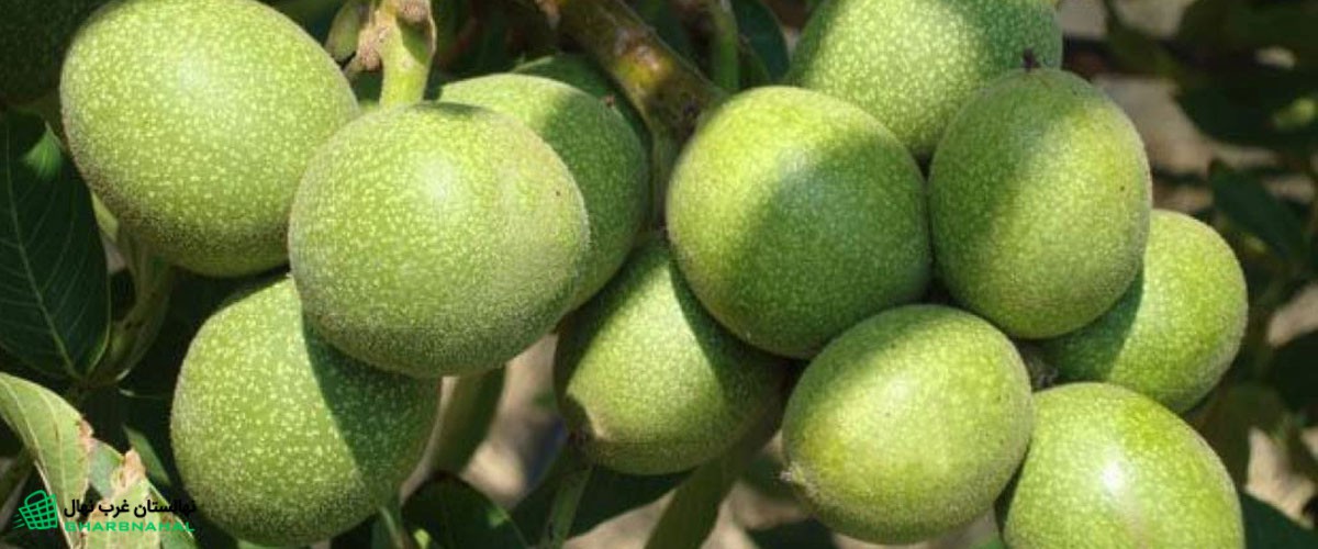 معرفی ارقام گردو تجاری و پولساز