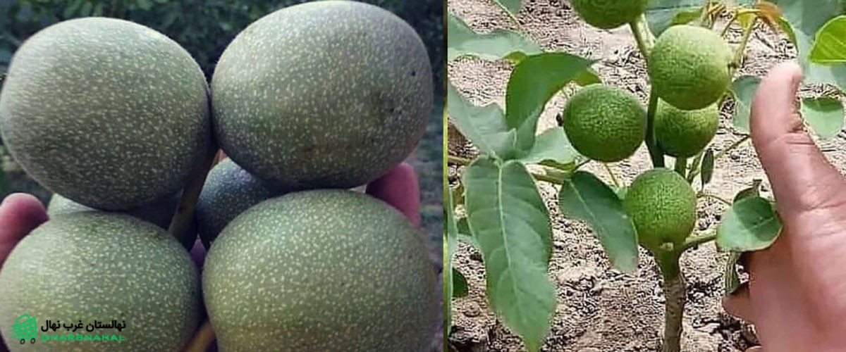 معرفی ارقام گردو تجاری و پولساز