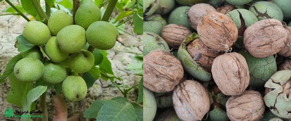 مقایسه گردو با سایر خشکبار از نظر سوددهی 🌳