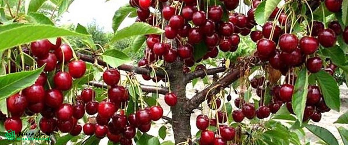 کسب درآمد با خرید و کاشت نهال گیلاس