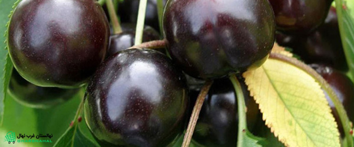 کسب درآمد با خرید و کاشت نهال گیلاس