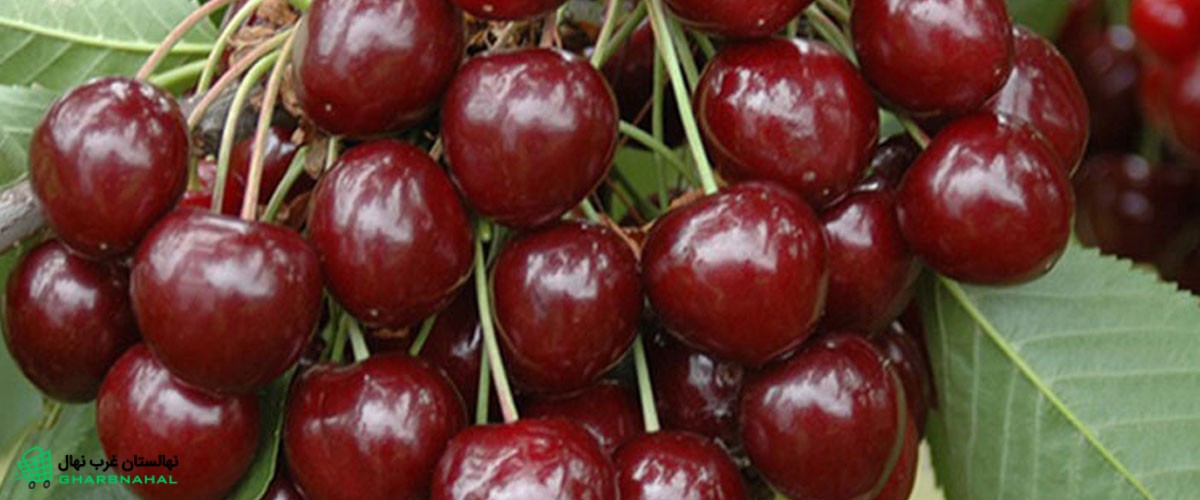 کسب درآمد با خرید و کاشت نهال گیلاس