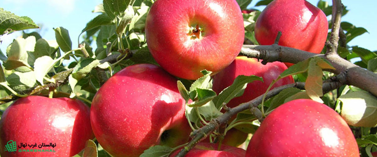 سرمایه گذاری با خرید و کاشت نهال سیب