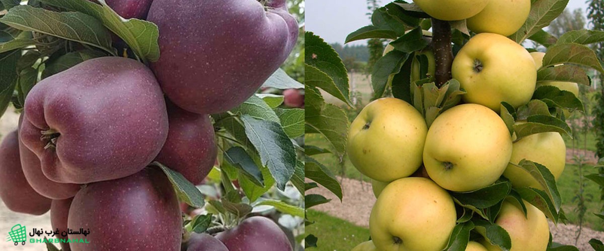 آموزش احداث باغ سیب
