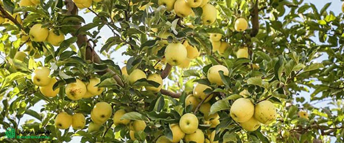 سرمایه گذاری با خرید و کاشت نهال سیب