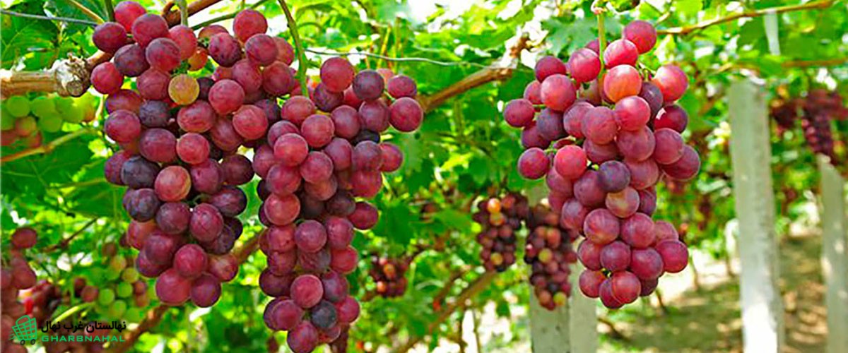 بهترین کودها برای رشد سریع درخت انگور