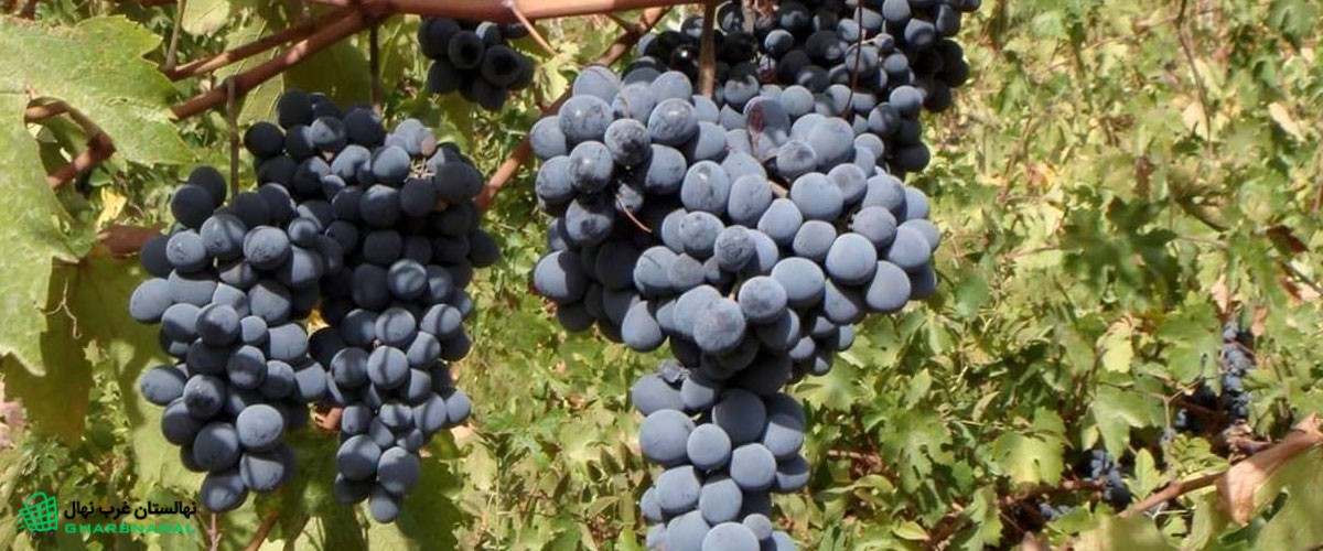 بهترین کودها برای رشد سریع درخت انگور