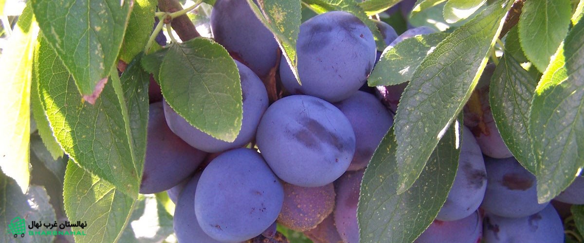 احداث باغ آلو